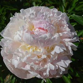 Пион травянистый Блаш Квин