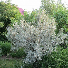 Лох серебристый