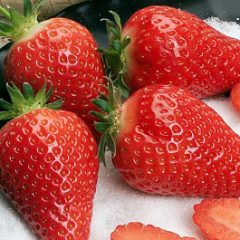 Земляника садовая Альба Земляника садовая Альба