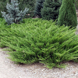 Можжевельник казацкий Аркадия Можжевельник казацкий Аркадия