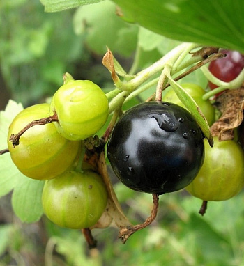 Йошта Рекст