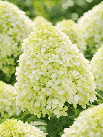 Гортензия метельчатая Pandalus