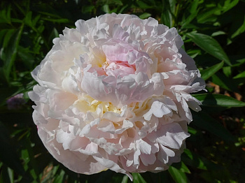 Пион травянистый Блаш Квин