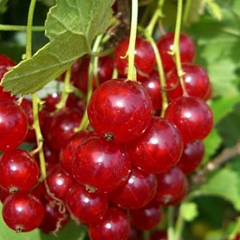 Смородина красная Газель