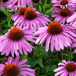 Эхинацея пурпурная Bright Rose