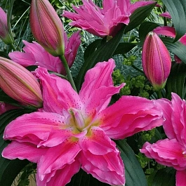 Лилия Roselily Julia