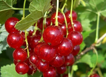 Смородина красная Газель