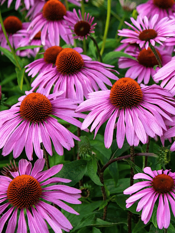 Эхинацея пурпурная Bright Rose