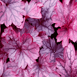 Гейхера Shanghai