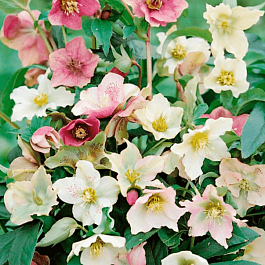 Морозник восточный Ballard Hybrids