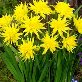 Нарцисс Rip Van Winkles