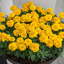 Бархатцы отклоненные Чика Еллоу