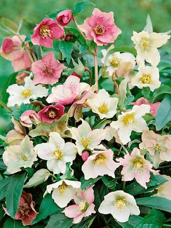 Морозник восточный Ballard Hybrids