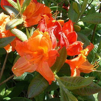 Азалия гибридная Гловинг Эмберс