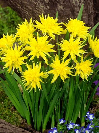 Нарцисс Rip Van Winkles