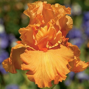 Ирис германский Orange  Rebloom