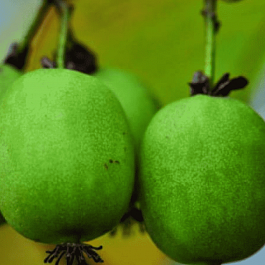 Актинидия Аргута Kokuwa