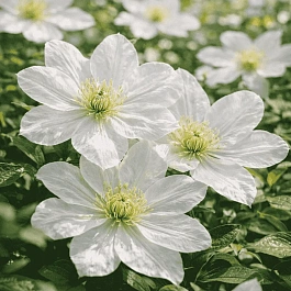 Клематис гибридный Guernsey Cream