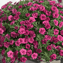 Калибрахоа Oro Double Magenta