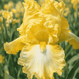 Ирис германский Summer Olympics