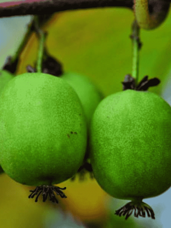 Актинидия Аргута Kokuwa