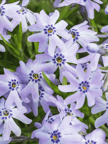 Флокс шиловидный Fabulous Blue Dark Centrum