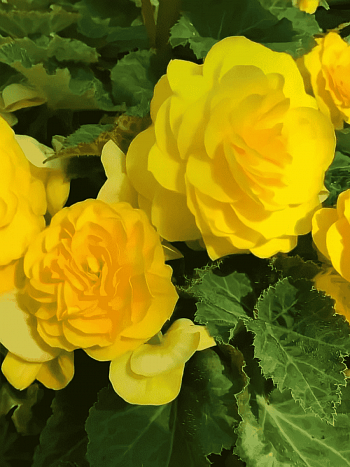 Бегония клубневая GO! Early Yellow