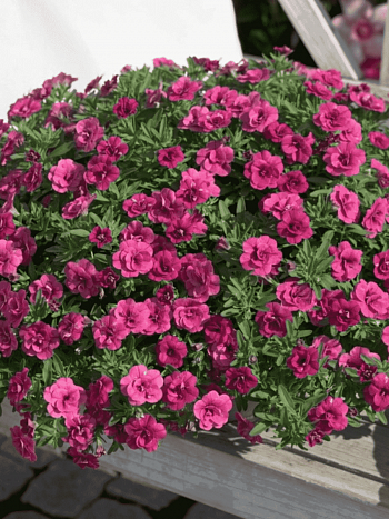 Калибрахоа Oro Double Magenta