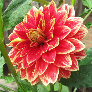 Георгина Декоративная Кабальеро