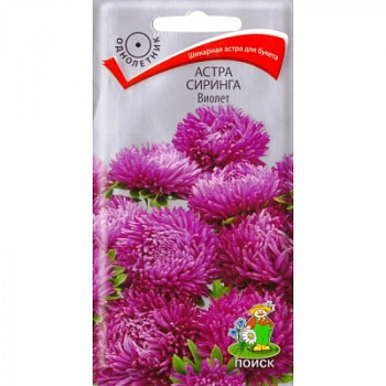 Астра Сиринга Виолет Астра Сиринга Виолет