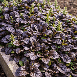 Живучка ползучая Mini Mahogany