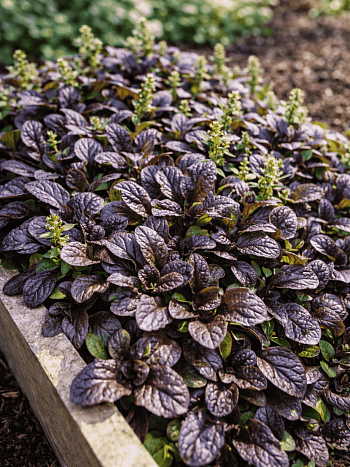 Живучка ползучая Mini Mahogany