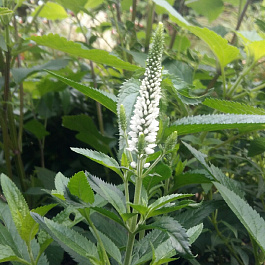 Вероника Фёст Леди