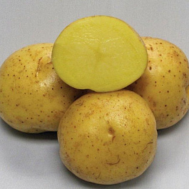 Картофель семенной Коломба