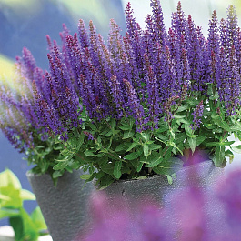 Сальвия дубравная Двоф Блу Квин