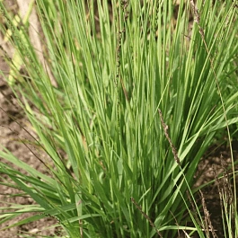 Молиния голубая Igel