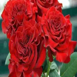 Роза чайно-гибридная Wanted