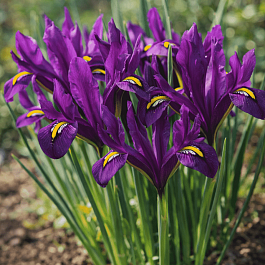 Ирис сетчатый J.S Dijt