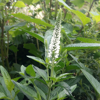 Вероника Фёст Леди