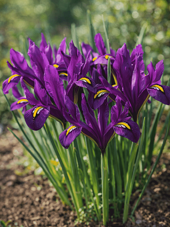 Ирис сетчатый J.S Dijt