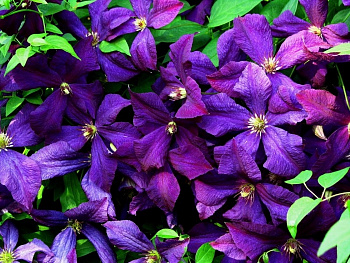 Клематис крупноцветковый Полиш Спирит