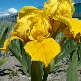 Ирис карликовый Мр.Робертс