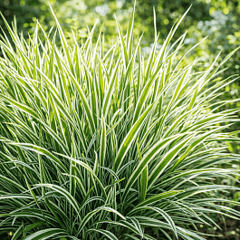 Райграс бульбоносный Variegatum