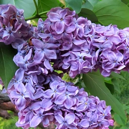 Сирень обыкновенная Серебряный век