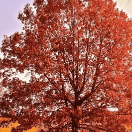 Дуб красный