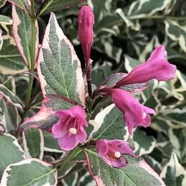 Вейгела цветущая Олл Саммер Монет