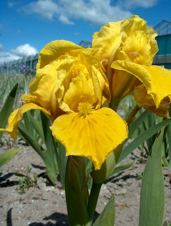 Ирис карликовый Мр.Робертс