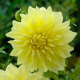 Георгина Декоративная Адванс