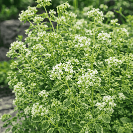 Душица обыкновенная Panta