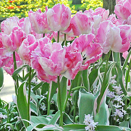 Тюльпан попугайный Элсенбург